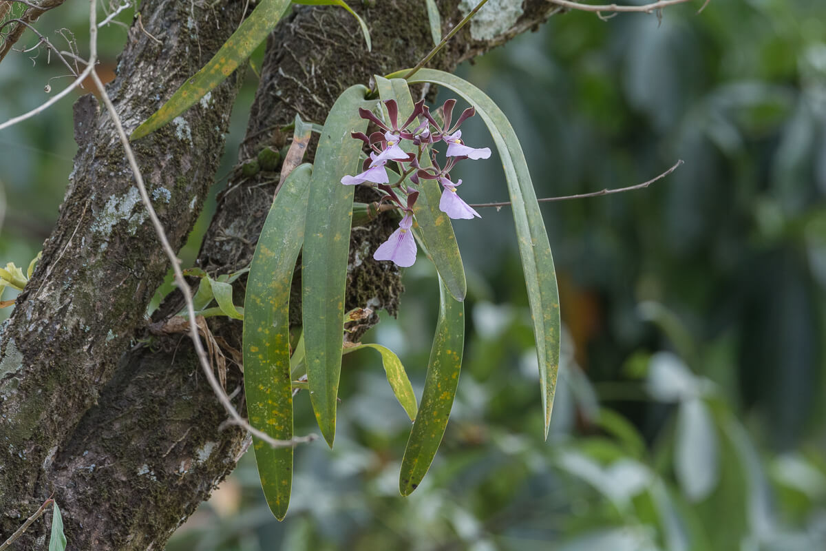 Encyclia cordigera